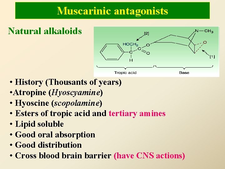 Muscarinic antagonists Natural alkaloids • History (Thousants of years) • Atropine (Hyoscyamine) • Hyoscine