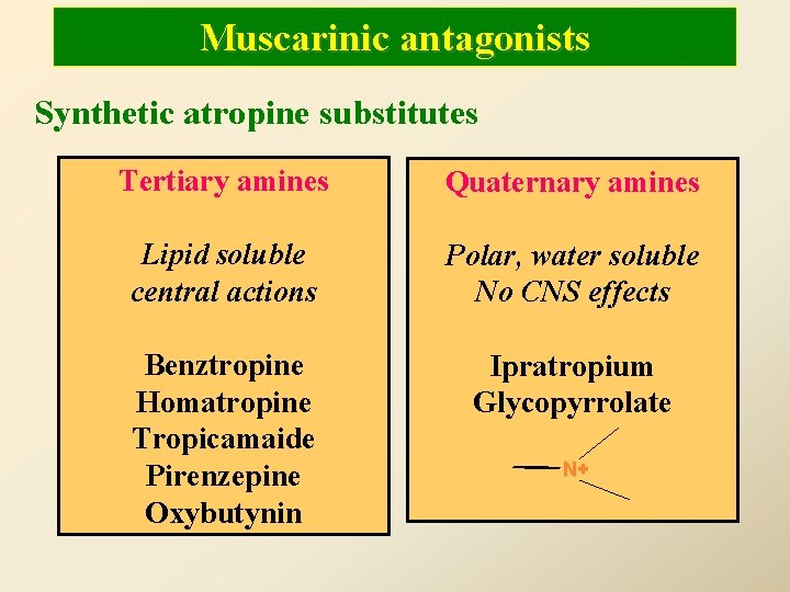 Muscarinic antagonists Synthetic atropine substitutes Tertiary amines Quaternary amines Lipid soluble central actions Polar,