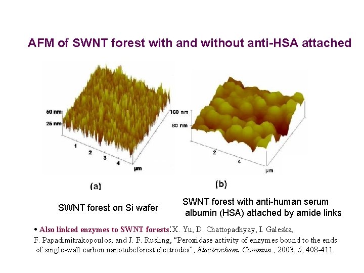 AFM of SWNT forest with and without anti-HSA attached SWNT forest on Si wafer