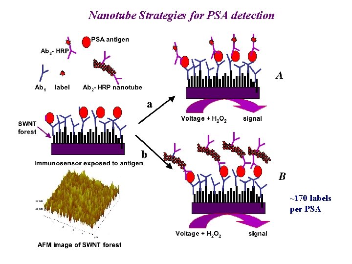 Nanotube Strategies for PSA detection ~170 labels per PSA 