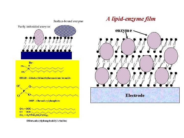 A lipid-enzyme film enzyme Electrode 