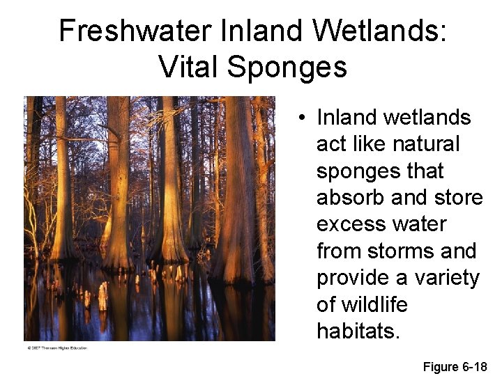 Freshwater Inland Wetlands: Vital Sponges • Inland wetlands act like natural sponges that absorb