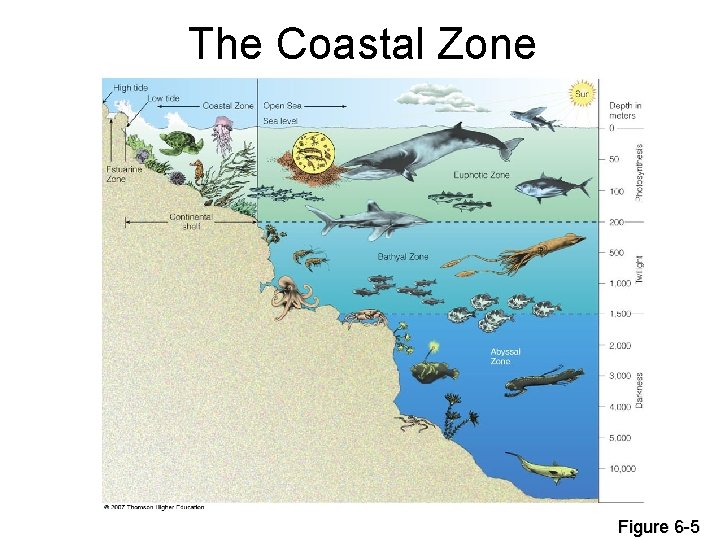 The Coastal Zone Figure 6 -5 