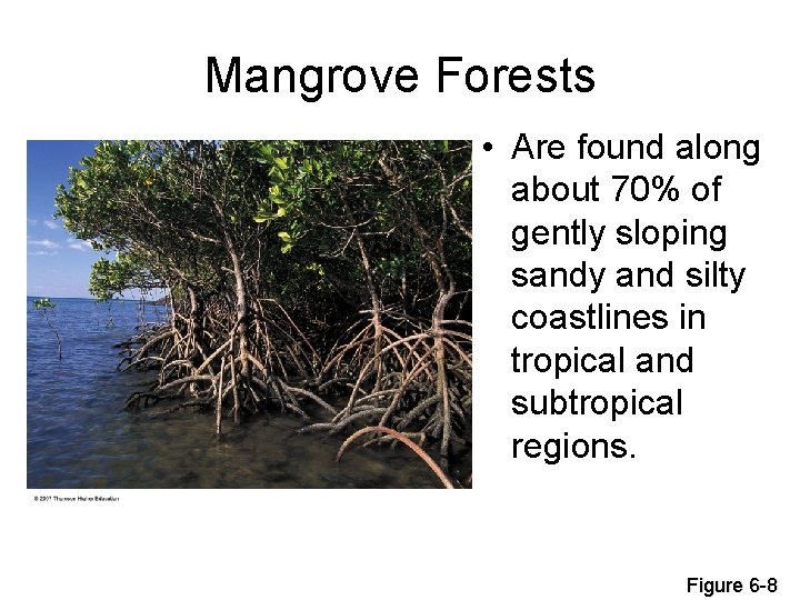 Mangrove Forests • Are found along about 70% of gently sloping sandy and silty