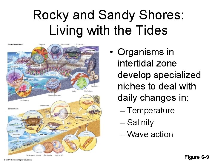 Rocky and Sandy Shores: Living with the Tides • Organisms in intertidal zone develop