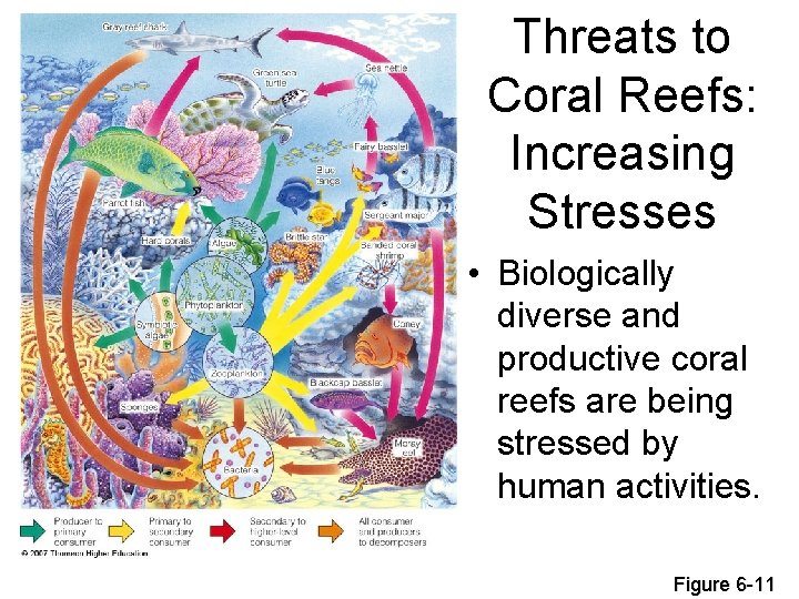 Threats to Coral Reefs: Increasing Stresses • Biologically diverse and productive coral reefs are