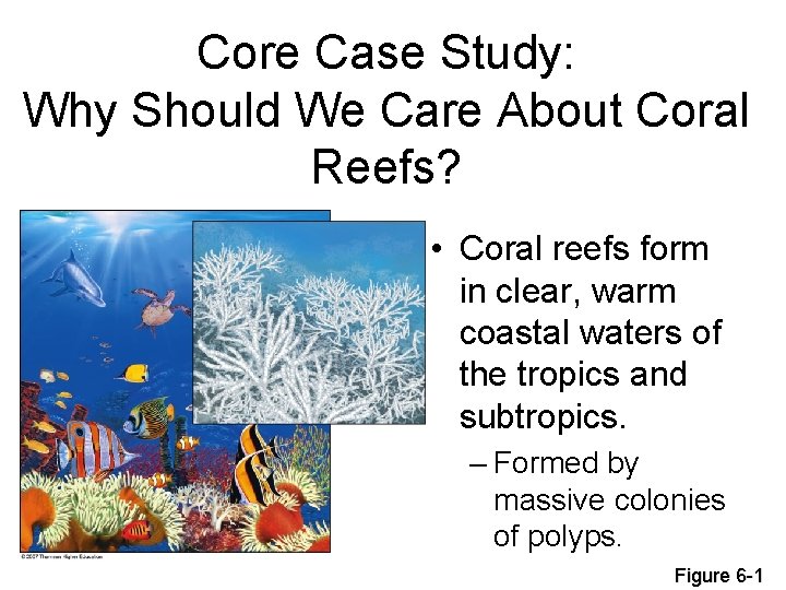 Core Case Study: Why Should We Care About Coral Reefs? • Coral reefs form