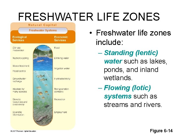 FRESHWATER LIFE ZONES • Freshwater life zones include: – Standing (lentic) water such as