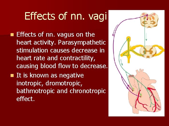 Effects of nn. vagi Effects of nn. vagus on the heart activity. Parasympathetic stimulation Effects of nn. vagi Effects of nn. vagus on the heart activity. Parasympathetic stimulation