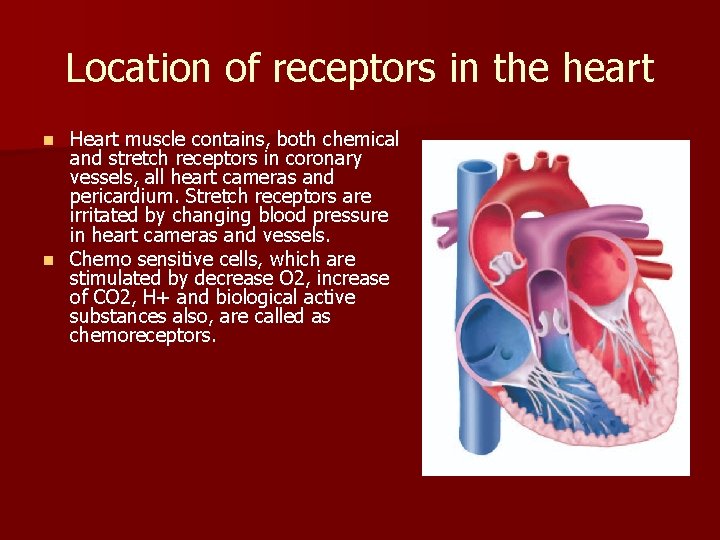 Location of receptors in the heart Heart muscle contains, both chemical and stretch receptors Location of receptors in the heart Heart muscle contains, both chemical and stretch receptors