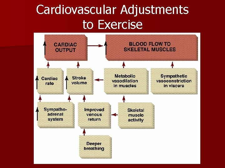 Cardiovascular Adjustments to Exercise Cardiovascular Adjustments to Exercise