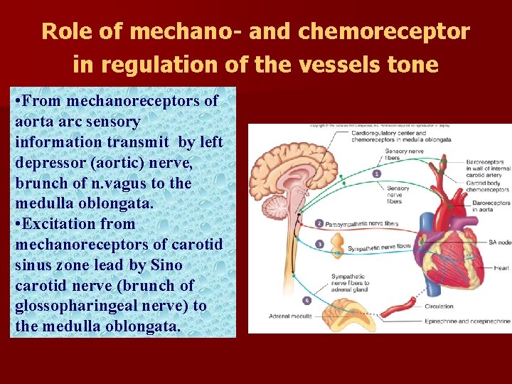 Role of mechano- and chemoreceptor in regulation of the vessels tone • From mechanoreceptors Role of mechano- and chemoreceptor in regulation of the vessels tone • From mechanoreceptors