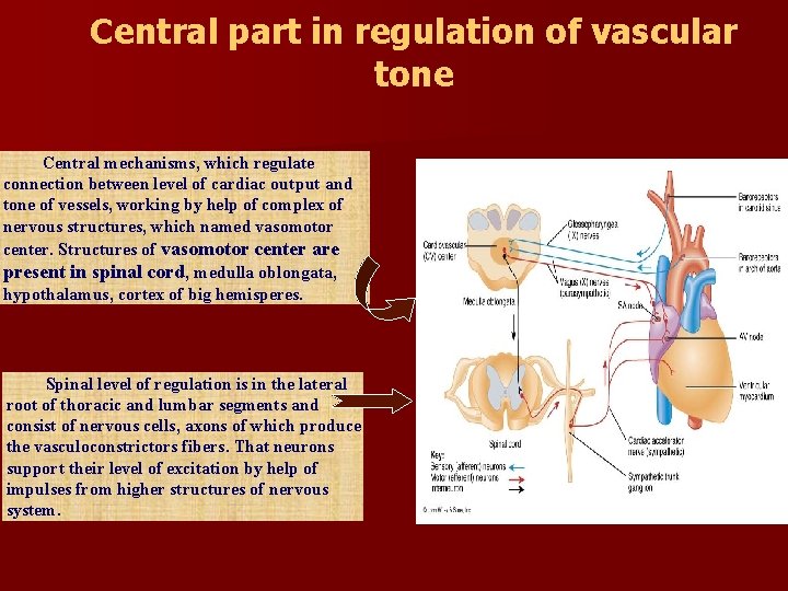 Central part in regulation of vascular tone Central mechanisms, which regulate connection between level Central part in regulation of vascular tone Central mechanisms, which regulate connection between level
