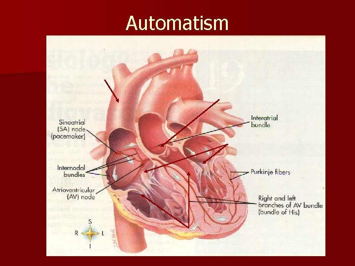 Automatism Automatism
