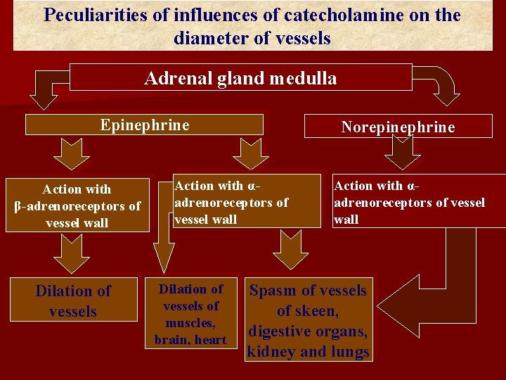 Peculiarities of influences of catecholamine on the diameter of vessels Adrenal gland medulla Epinephrine Peculiarities of influences of catecholamine on the diameter of vessels Adrenal gland medulla Epinephrine
