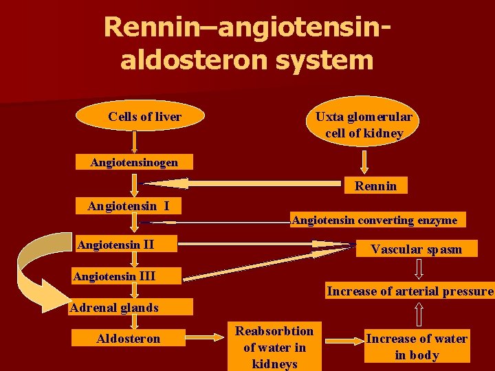 Rennin–angiotensinaldosteron system Cells of liver Uxta glomerular cell of kidney Angiotensinogen Rennin Angiotensin І Rennin–angiotensinaldosteron system Cells of liver Uxta glomerular cell of kidney Angiotensinogen Rennin Angiotensin І