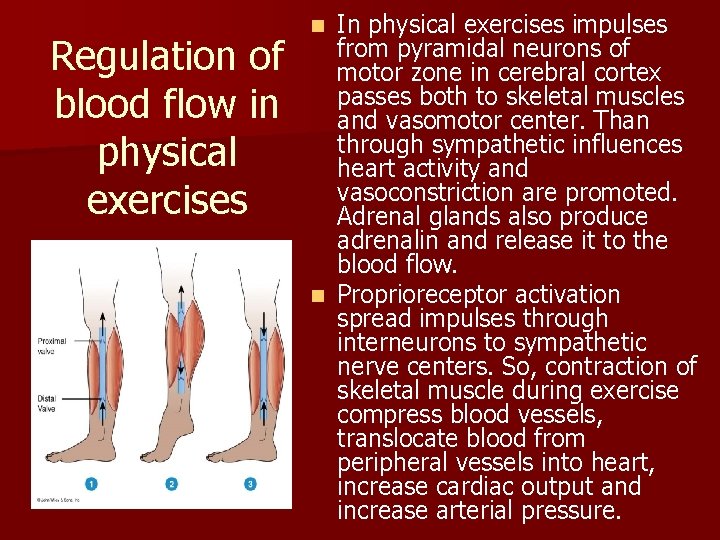 Regulation of blood flow in physical exercises In physical exercises impulses from pyramidal neurons Regulation of blood flow in physical exercises In physical exercises impulses from pyramidal neurons