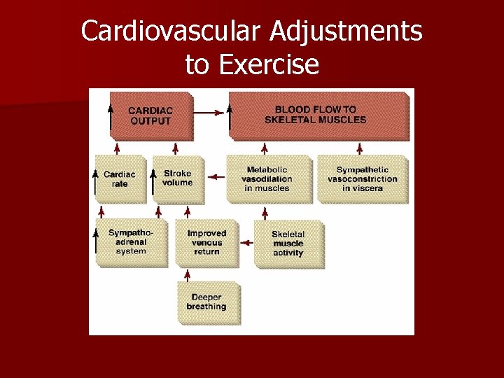 Cardiovascular Adjustments to Exercise Cardiovascular Adjustments to Exercise