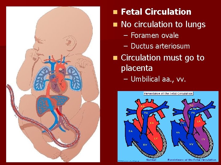 Fetal Circulation n No circulation to lungs n – Foramen ovale – Ductus arteriosum Fetal Circulation n No circulation to lungs n – Foramen ovale – Ductus arteriosum