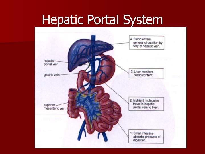 Hepatic Portal System Hepatic Portal System