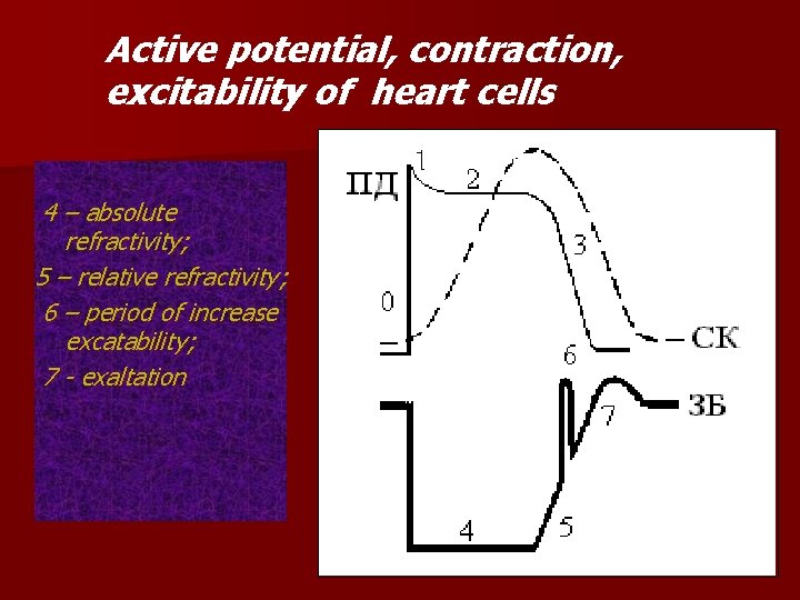 Active potential, contraction, excitability of heart cells 4 – absolute refractivity; 5 – relative Active potential, contraction, excitability of heart cells 4 – absolute refractivity; 5 – relative