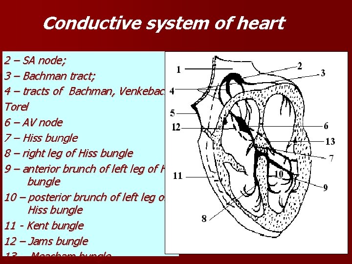 Conductive system of heart 2 – SA node; 3 – Bachman tract; 4 – Conductive system of heart 2 – SA node; 3 – Bachman tract; 4 –