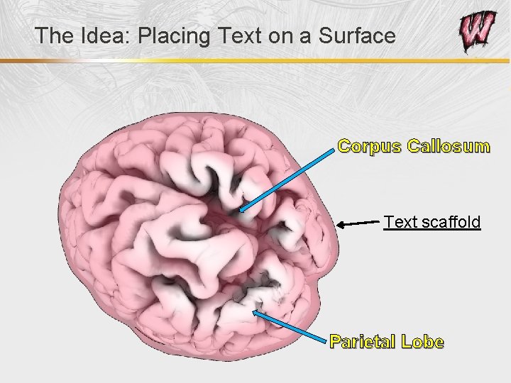 The Idea: Placing Text on a Surface Corpus Callosum Text scaffold Parietal Lobe 