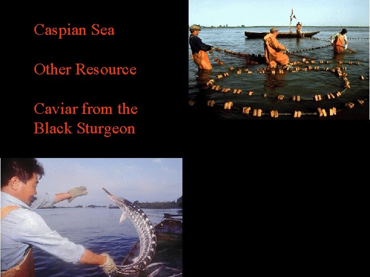 Caspian Sea Other Resource Caviar from the Black Sturgeon 