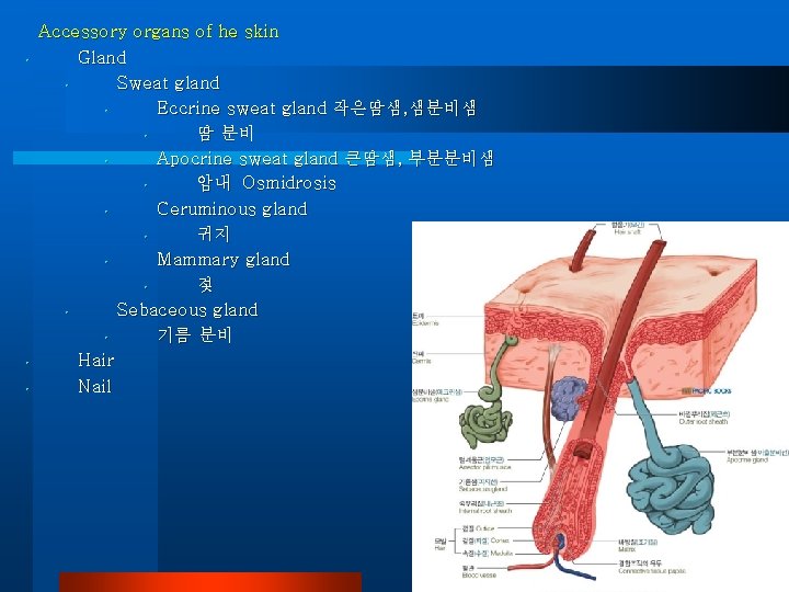  • • • Accessory organs of he skin Gland • Sweat gland •