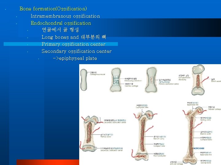  • • • Bone formation(Ossification) Intramembranous ossification Endochondral ossification • 연골에서 골 형성