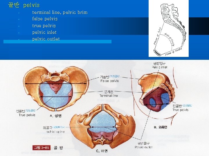 골반 pelvis • • • terminal line, pelvic brim false pelvis true pelvis pelvic