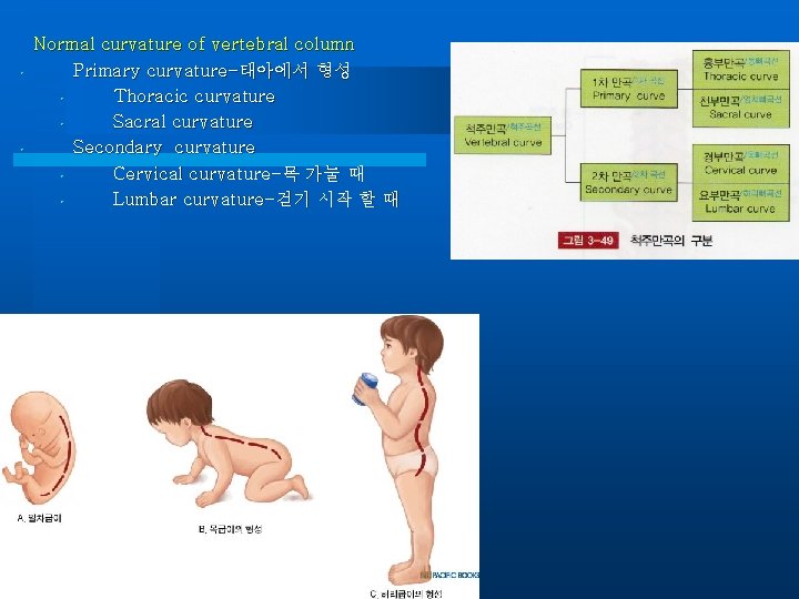  • • Normal curvature of vertebral column Primary curvature-태아에서 형성 • Thoracic curvature
