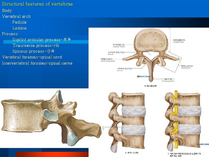 Structural features of vertebrae Body Vertebral arch Pedicle Lamina Process Sup/inf articular process-척추 Transverse