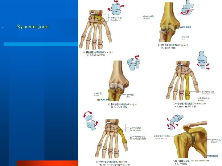  • Synovial joint 