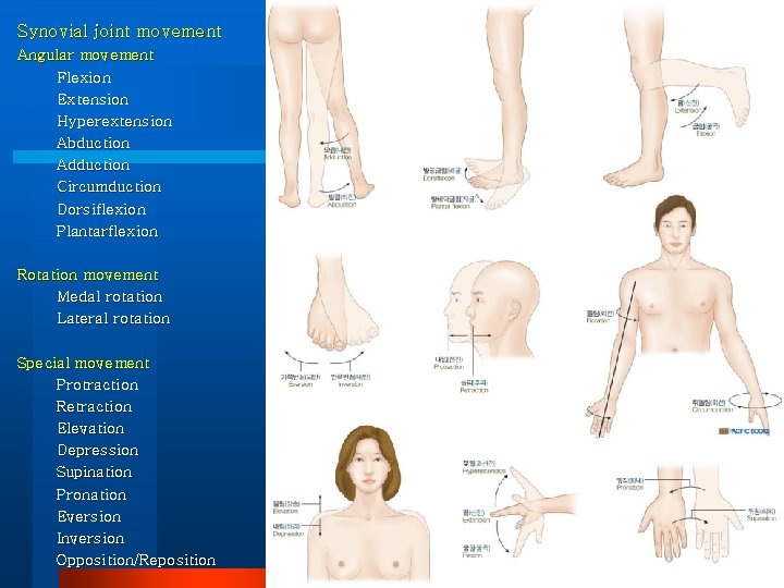 Synovial joint movement Angular movement Flexion Extension Hyperextension Abduction Adduction Circumduction Dorsiflexion Plantarflexion Rotation