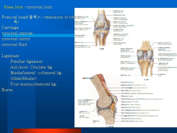 Knee joint -synovial joint Fomoral head(볼록)<->meniscus of tibia(오 목) Cartilage synovial capsule synovial cavity