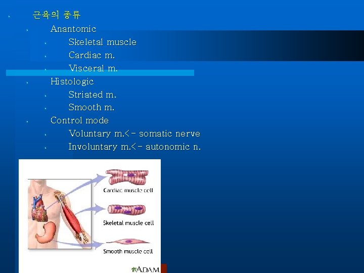  • • 근육의 종류 Anantomic • Skeletal muscle • Cardiac m. • Visceral