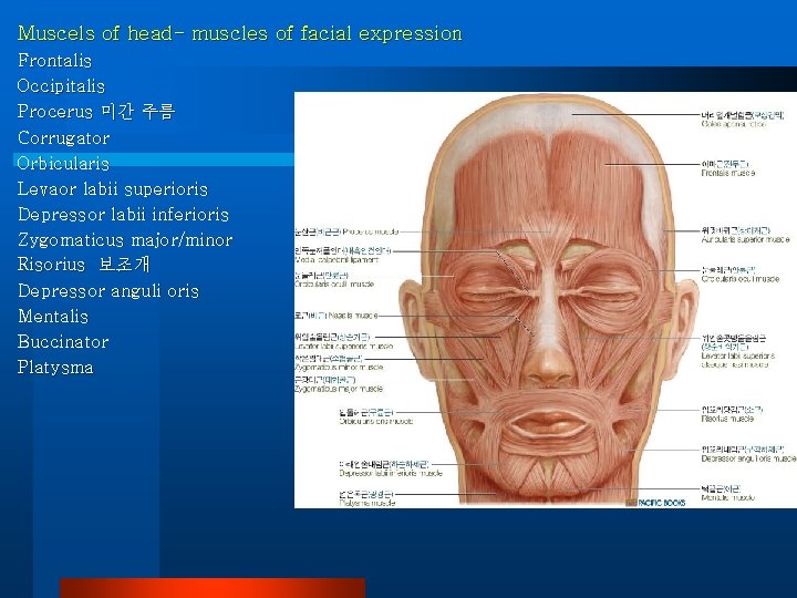 Muscels of head- muscles of facial expression Frontalis Occipitalis Procerus 미간 주름 Corrugator Orbicularis