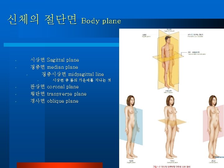 신체의 절단면 Body plane • • • 시상면 Sagittal plane 정중면 median plane 정중시상면