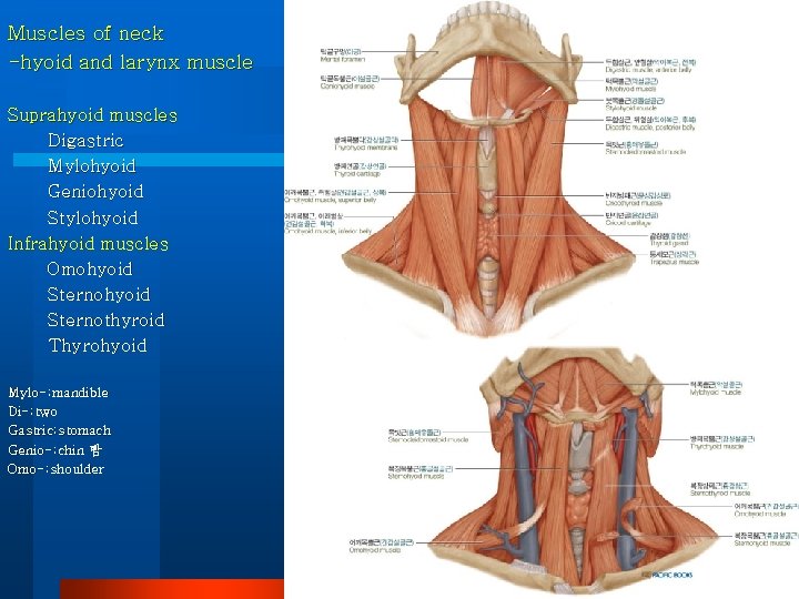 Muscles of neck -hyoid and larynx muscle Suprahyoid muscles Digastric Mylohyoid Geniohyoid Stylohyoid Infrahyoid