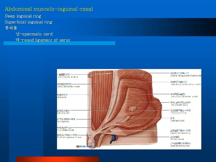 Abdominal muscels-inguinal canal Deep inguinal ring Superficial inguinal ring 통과물 남-spermatic cord 여-round ligament