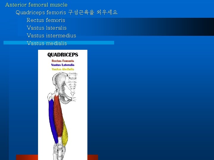 Anterior femoral muscle Quadriceps femoris 구성근육을 외우세요 Rectus femoris Vastus lateralis Vastus intermedius Vastus