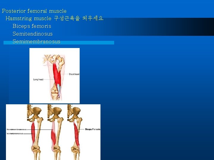 Posterior femoral muscle Hamstring muscle 구성근육을 외우세요 Biceps femoris Semitendinosus Semimembranosus 