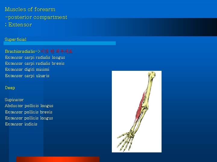 Muscles of forearm -posterior compartment ; Extensor Superficial Brachioradialis->이것 만 외우세요 Extensor carpi radialis