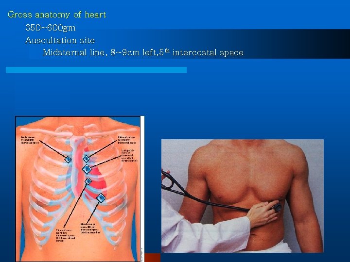 Gross anatomy of heart 350~600 gm Auscultation site Midsternal line, 8~9 cm left, 5
