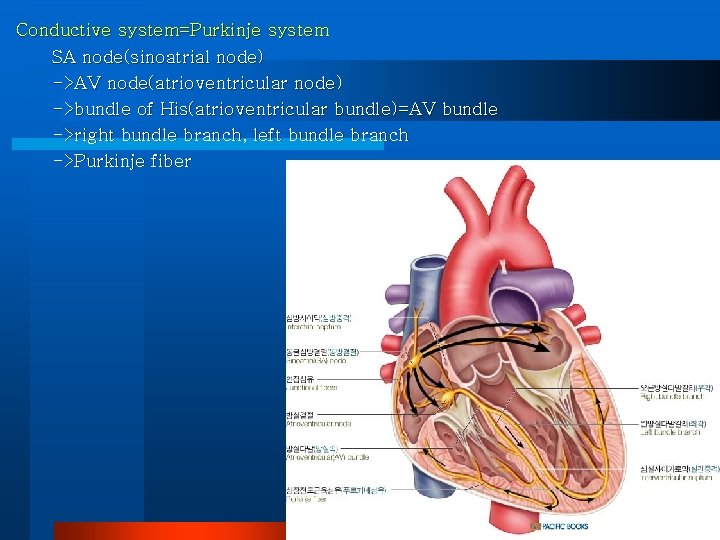 Conductive system=Purkinje system SA node(sinoatrial node) ->AV node(atrioventricular node) ->bundle of His(atrioventricular bundle)=AV bundle