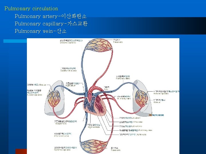 Pulmonary circulation Pulmonary artery-이산화탄소 Pulmonary capillary-가스교환 Pulmonary vein-산소 