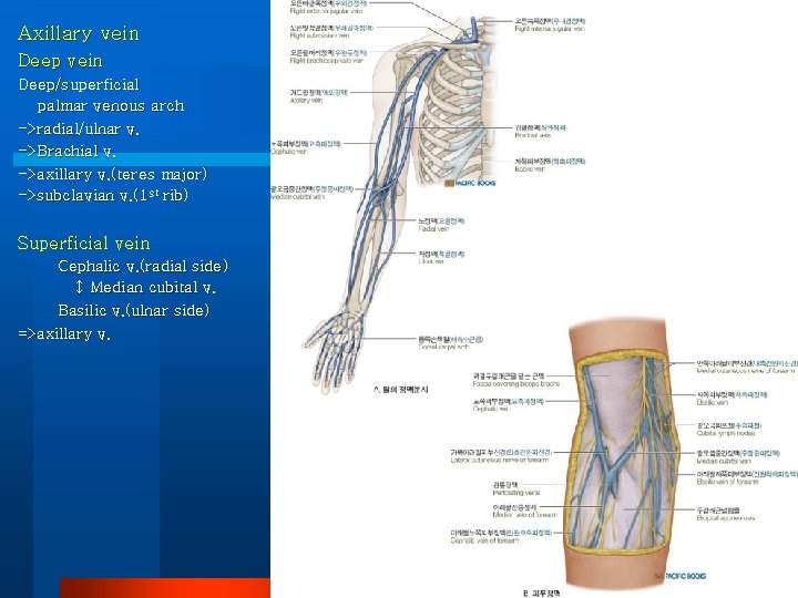 Axillary vein Deep/superficial palmar venous arch ->radial/ulnar v. ->Brachial v. ->axillary v. (teres major)