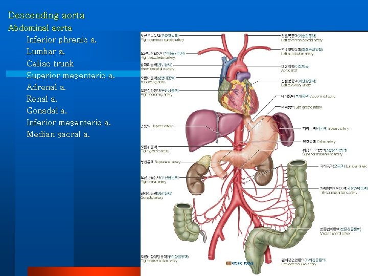Descending aorta Abdominal aorta Inferior phrenic a. Lumbar a. Celiac trunk Superior mesenteric a.