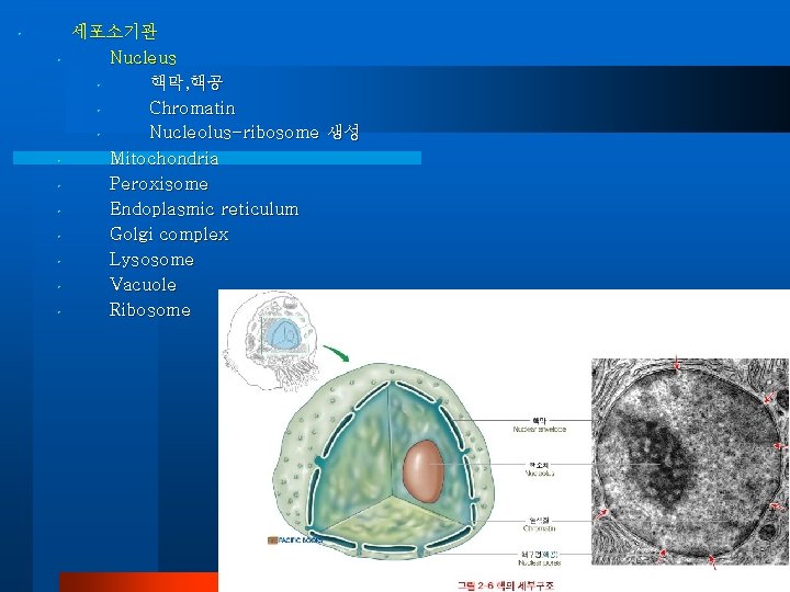  • • • 세포소기관 Nucleus • 핵막, 핵공 • Chromatin • Nucleolus-ribosome 생성